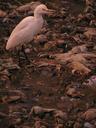 The only wetland this poor bird could find was this nasty pool of raw sewage and garbage.